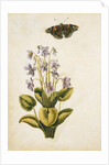 Violets and red admiral butterfly by Jacques Le Moyne de Morgues