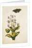 Violets and red admiral butterfly by Jacques Le Moyne de Morgues