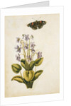 Violets and red admiral butterfly by Jacques Le Moyne de Morgues