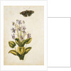 Violets and red admiral butterfly by Jacques Le Moyne de Morgues