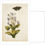 Violets and red admiral butterfly by Jacques Le Moyne de Morgues