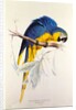 Macrocertus Ararauna by Edward Lear, from Illustrations of the Family of Billacidae or Parrots. London, England, 19th century by Anonymous