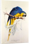 Macrocertus Ararauna by Edward Lear, from Illustrations of the Family of Billacidae or Parrots. London, England, 19th century by Anonymous
