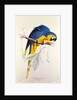 Macrocertus Ararauna by Edward Lear, from Illustrations of the Family of Billacidae or Parrots. London, England, 19th century by Anonymous
