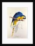 Macrocertus Ararauna by Edward Lear, from Illustrations of the Family of Billacidae or Parrots. London, England, 19th century by Anonymous