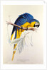 Macrocertus Ararauna by Edward Lear, from Illustrations of the Family of Billacidae or Parrots. London, England, 19th century by Anonymous