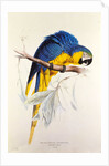 Macrocertus Ararauna by Edward Lear, from Illustrations of the Family of Billacidae or Parrots. London, England, 19th century by Anonymous