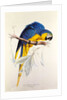 Macrocertus Ararauna by Edward Lear, from Illustrations of the Family of Billacidae or Parrots. London, England, 19th century by Anonymous