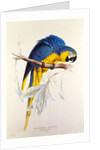 Macrocertus Ararauna by Edward Lear, from Illustrations of the Family of Billacidae or Parrots. London, England, 19th century by Anonymous