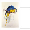 Macrocertus Ararauna by Edward Lear, from Illustrations of the Family of Billacidae or Parrots. London, England, 19th century by Anonymous