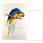 Macrocertus Ararauna by Edward Lear, from Illustrations of the Family of Billacidae or Parrots. London, England, 19th century by Anonymous
