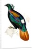 Himalayan Monal Pheasant by Paul Sandby
