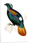 Himalayan Monal Pheasant by Paul Sandby