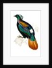Himalayan Monal Pheasant by Paul Sandby