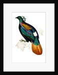 Himalayan Monal Pheasant by Paul Sandby