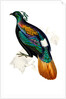 Himalayan Monal Pheasant by Paul Sandby
