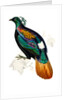 Himalayan Monal Pheasant by Paul Sandby