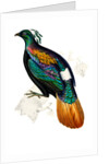 Himalayan Monal Pheasant by Paul Sandby