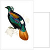 Himalayan Monal Pheasant by Paul Sandby