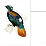 Himalayan Monal Pheasant by Paul Sandby