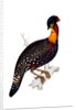Himalayan Pheasant by Elizabeth Gould