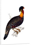 Himalayan Pheasant by Elizabeth Gould