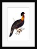 Himalayan Pheasant by Elizabeth Gould