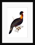 Himalayan Pheasant by Elizabeth Gould