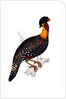 Himalayan Pheasant by Elizabeth Gould