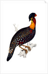 Himalayan Pheasant by Elizabeth Gould
