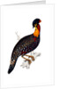 Himalayan Pheasant by Elizabeth Gould