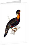 Himalayan Pheasant by Elizabeth Gould