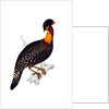 Himalayan Pheasant by Elizabeth Gould