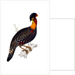 Himalayan Pheasant by Elizabeth Gould