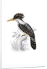 Kingfisher by John and Elizabeth Gould