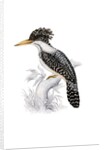 Kingfisher by John and Elizabeth Gould