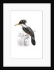 Kingfisher by John and Elizabeth Gould
