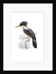 Kingfisher by John and Elizabeth Gould