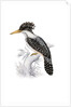 Kingfisher by John and Elizabeth Gould