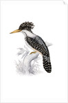 Kingfisher by John and Elizabeth Gould