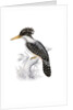 Kingfisher by John and Elizabeth Gould