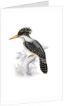 Kingfisher by John and Elizabeth Gould