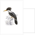Kingfisher by John and Elizabeth Gould