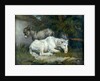 Horse and Donkey by James Ward