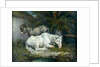 Horse and Donkey by James Ward