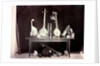 Musical instruments by Captain Linnaeus Tripe