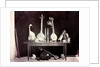 Musical instruments by Captain Linnaeus Tripe