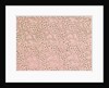 Pattern from a collection of 214 specimens of ornamental paper used for books and other decorative purposes by Unknown
