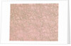 Pattern from a collection of 214 specimens of ornamental paper used for books and other decorative purposes by Unknown