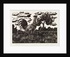 Chanticleer by Eric Ravilious